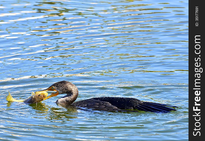 A cormorant catches a large fish on a lake in the sun. A cormorant catches a large fish on a lake in the sun.