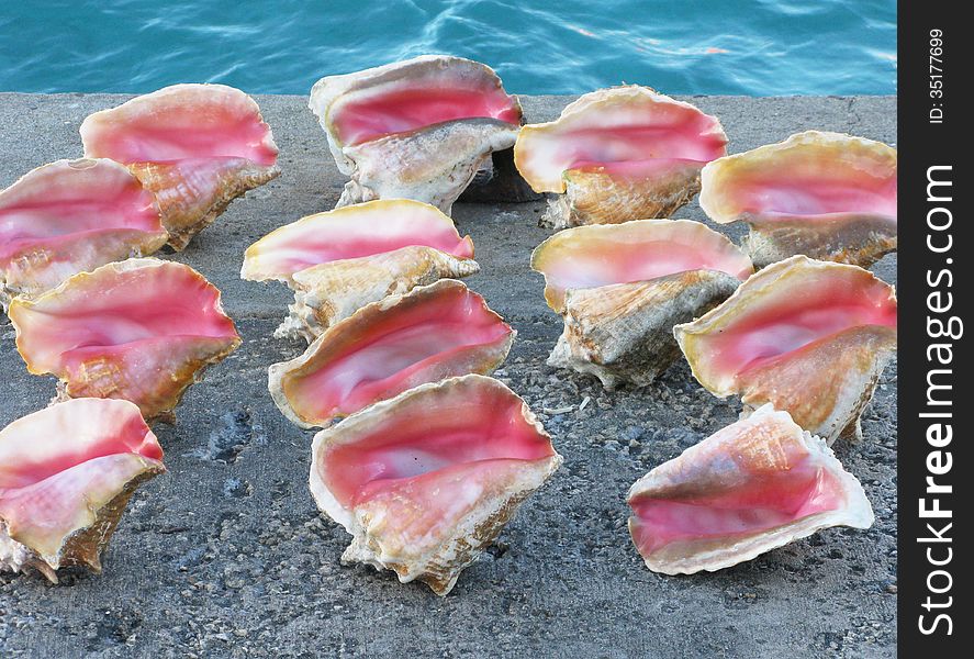 Multiple pink and beige conch shells on a grey concrete wall with blue water in the background