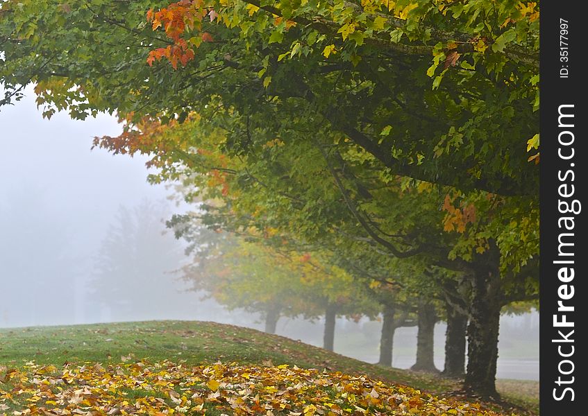 Trees with fallen leaves on a hillside in the fog. Trees with fallen leaves on a hillside in the fog.