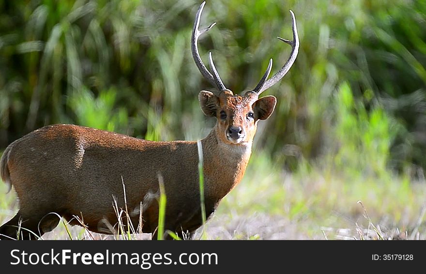 Deer Standing On Green Grass Field