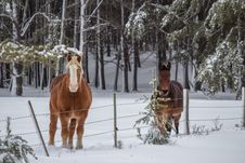 Two Horses In A Snow Covered Pasture Royalty Free Stock Images Two Horses In A Snow Covered Pasture Royalty Free Stock Images
