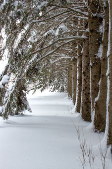 A Row Of Trees With Arched Branches Stock Photography A Row Of Trees With Arched Branches Stock Photography