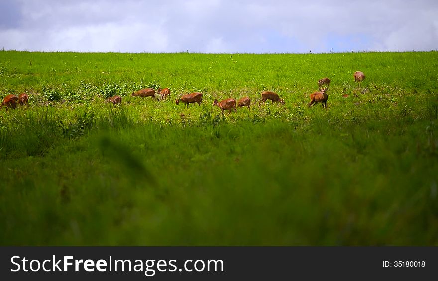 Deer Walking On Green Grass Field