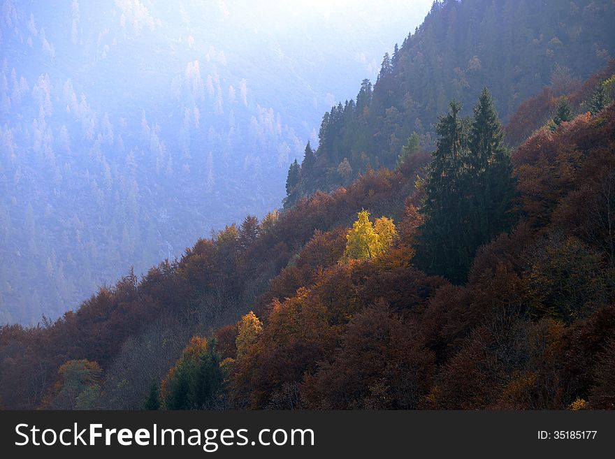 Yellow trees among the green firs in the mountains