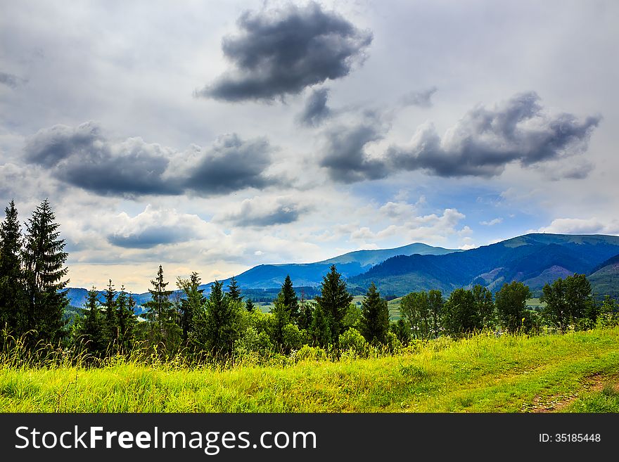 Coniferous forest on a steep mountain slope