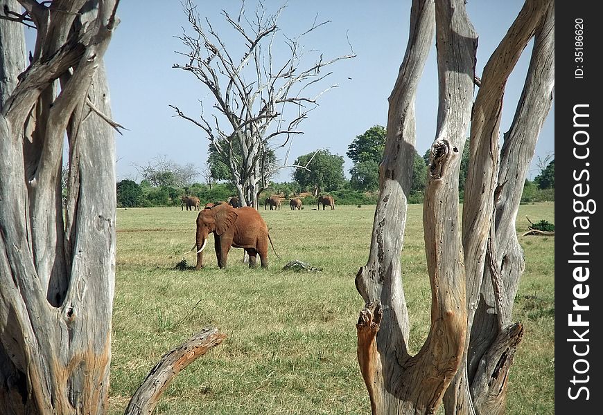 A grazing elephant in the savannah of Kenya with a herd on the background. A grazing elephant in the savannah of Kenya with a herd on the background