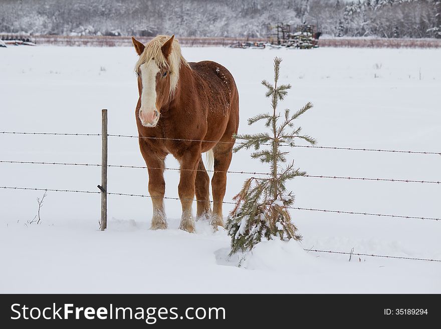 A brown horse with a gold mane beside a fence and a small spruce tree. A brown horse with a gold mane beside a fence and a small spruce tree