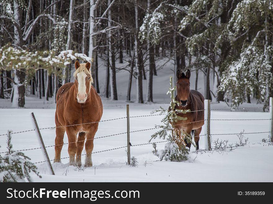 Two horses in a snow covered pasture