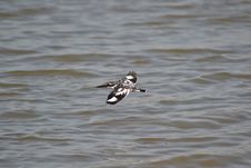 Pied Kingfisher Flying Royalty Free Stock Images Pied Kingfisher Flying Royalty Free Stock Images