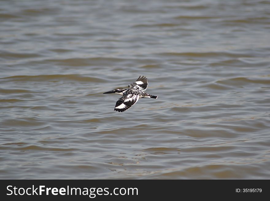 Pied Kingfisher(Ceryle rudis) is a Fresh Water Kingfisher seen at lakes, ponds , rivers and reservoirs. They hunt fish by hovering above the water and diving suddenly into it. Pied Kingfisher(Ceryle rudis) is a Fresh Water Kingfisher seen at lakes, ponds , rivers and reservoirs. They hunt fish by hovering above the water and diving suddenly into it.