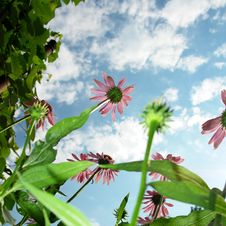 Echinacea Purpurea Royalty Free Stock Photography Echinacea Purpurea Royalty Free Stock Photography