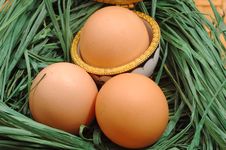 Nest With Eggs Royalty Free Stock Photo