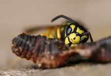 Wasp And Earthworm Stock Photography