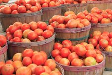 Tomatoes Stock Image Tomatoes Stock Image