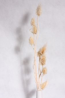 Dry Flower Stock Photo