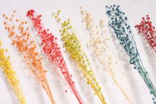 Dry Flower Stock Images