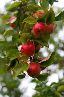 Red Apples Stock Photography Red Apples Stock Photography