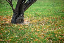 Fallen Leaves In Autumn Royalty Free Stock Photography