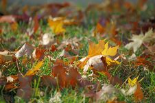 Fallen Leaves In Autumn Stock Photography
