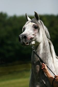 Arabian Horse Royalty Free Stock Image Arabian Horse Royalty Free Stock Image