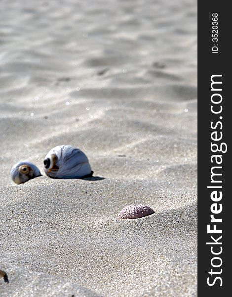 Sea shells at the beach, an assortment. Sea shells at the beach, an assortment