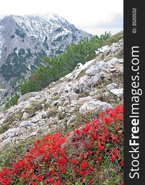 Big mountains with red flowers.