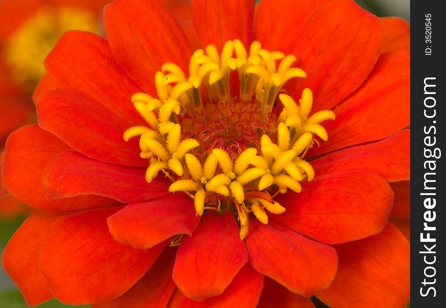 Bright orange petals and yellow florets in the heart of this complex flower from the Asteraceae family. Bright orange petals and yellow florets in the heart of this complex flower from the Asteraceae family.