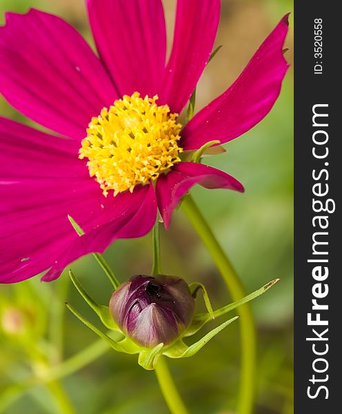 A bud to be bloomed soon beside a mature flower from the Asteraceae family. A bud to be bloomed soon beside a mature flower from the Asteraceae family