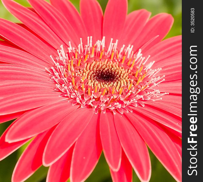 Red petals and orange and white florets in the heart of this complex flower from the Asteraceae family.