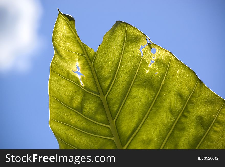 Green ripped leaf with holes in the sky. Green ripped leaf with holes in the sky