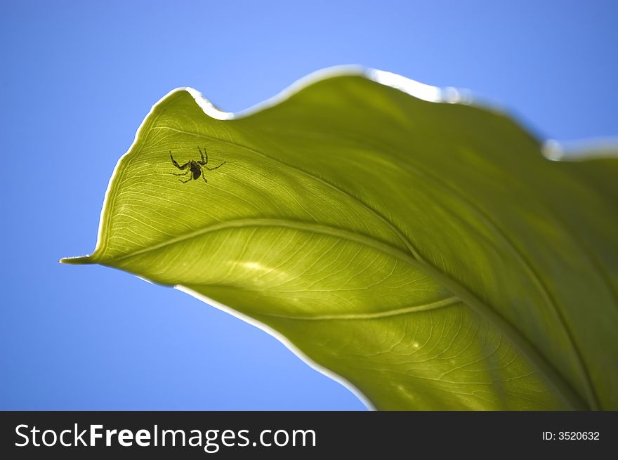 Spider Under A Big Green Leaf