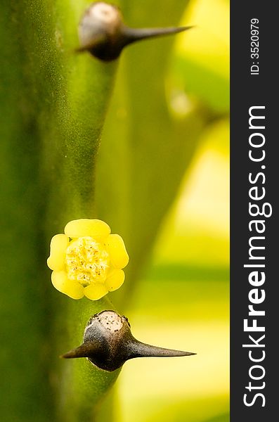 A single flower from a plant from the succulent family of the genus Euphorbia, growing beside a pair of thorns. A single flower from a plant from the succulent family of the genus Euphorbia, growing beside a pair of thorns.