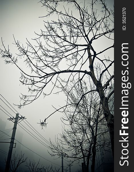 Bare tree branches on a foggy, overcast day. Bare tree branches on a foggy, overcast day.