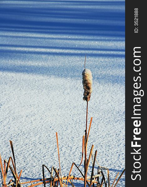 Winter landscape with a dry stalk of a cane. Winter landscape with a dry stalk of a cane.