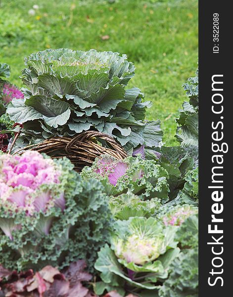 Green cabbage flowerbed in a park