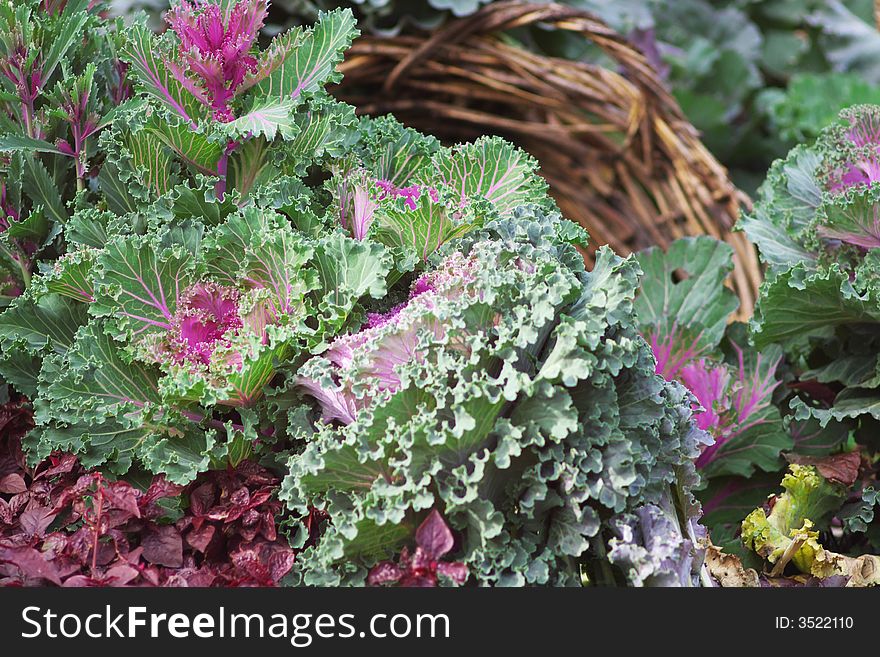 Cabbage Flowerbed