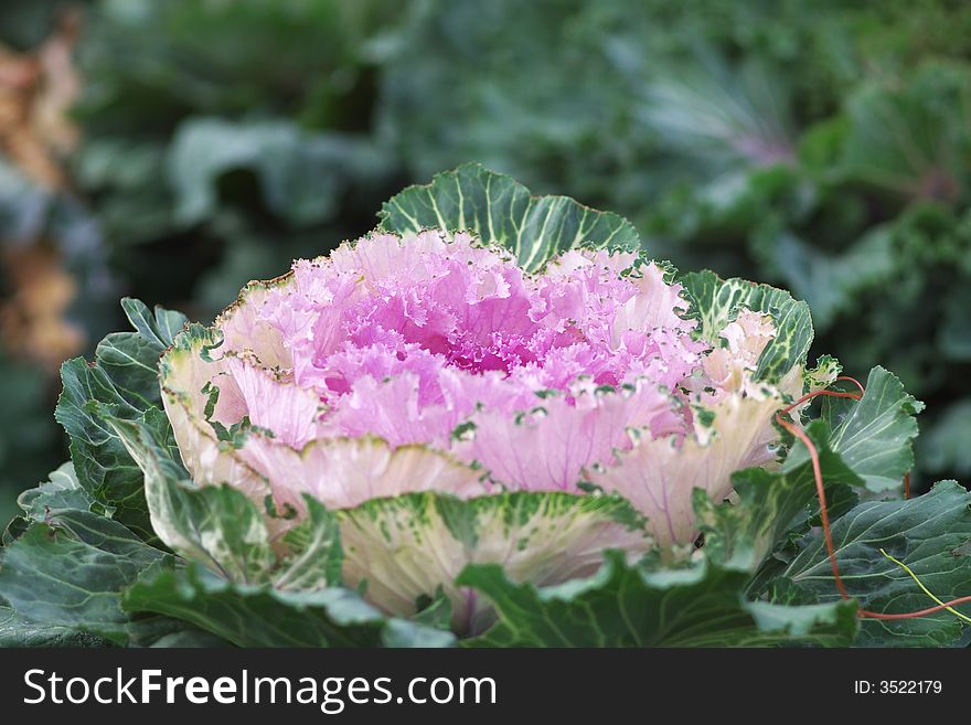 Cabbage Flowerbed