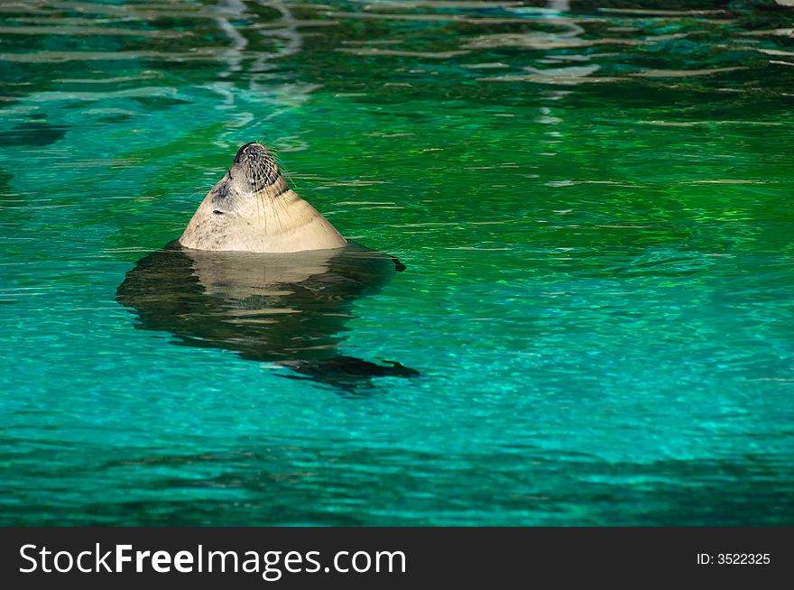 Sea lion taking a sunbath in green water