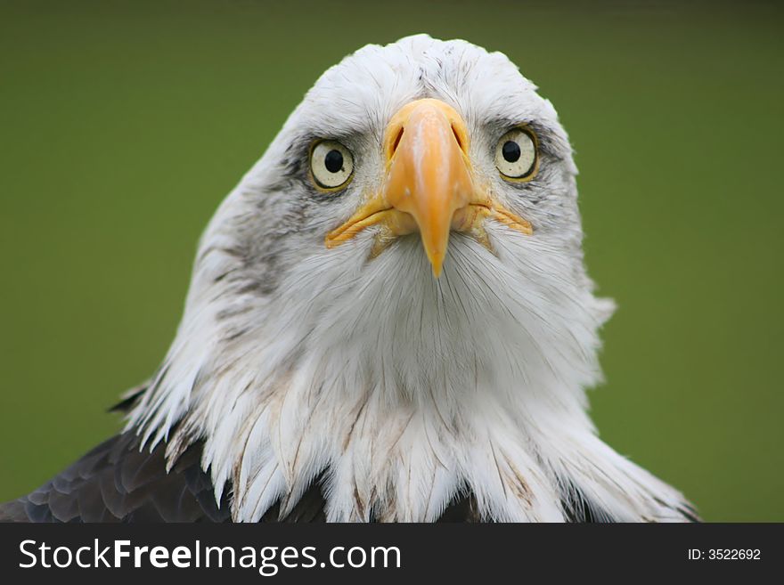 Portrait of looking eagle on meadow