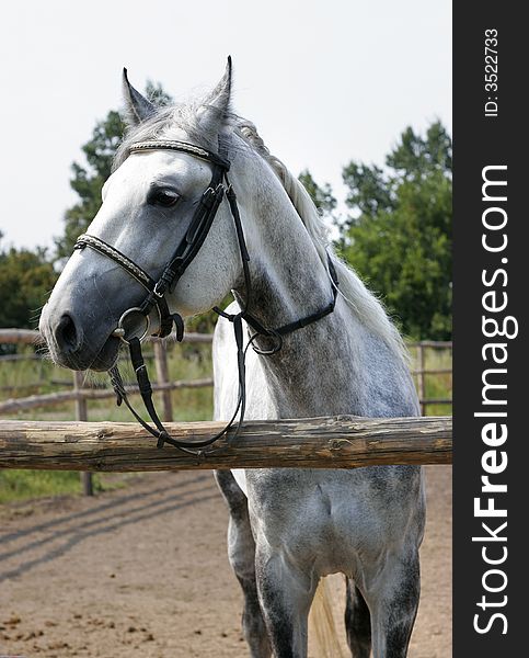 Beautiful dappled horse outdoor closeup