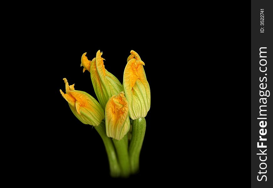 Group of yellow and green courgette flowers close up on black background. Group of yellow and green courgette flowers close up on black background