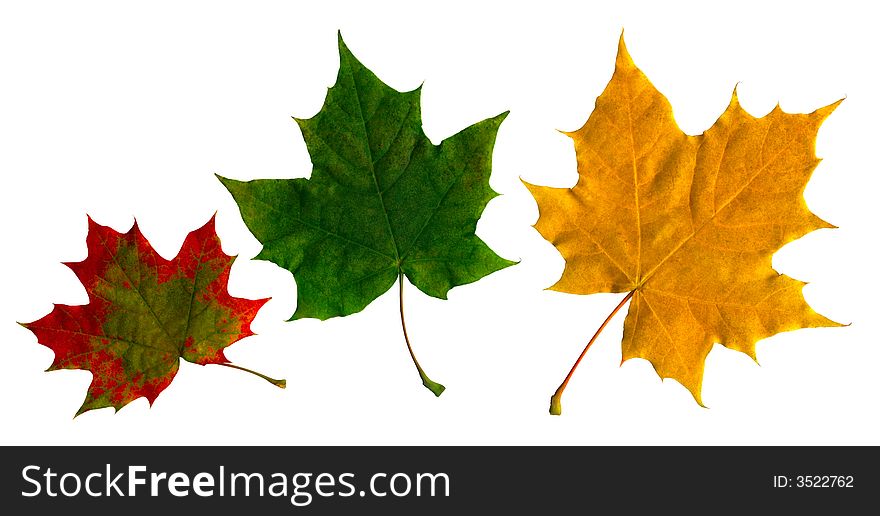Maple leaves on the isolated white background. Maple leaves on the isolated white background