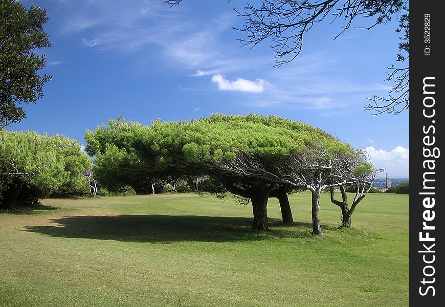 Golf green trees near the sea. Golf green trees near the sea