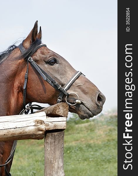 Sideview of beautiful chestnut horse