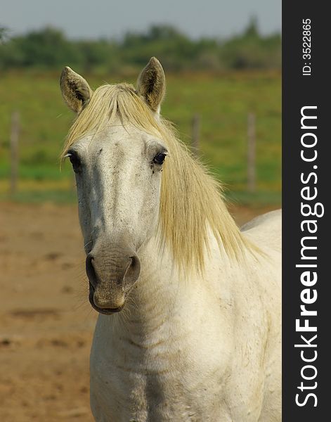 Head portrait of Camargue white female horse, vertical. Head portrait of Camargue white female horse, vertical.