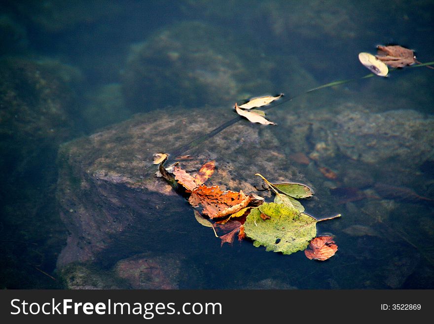 Leaf in the water of lake