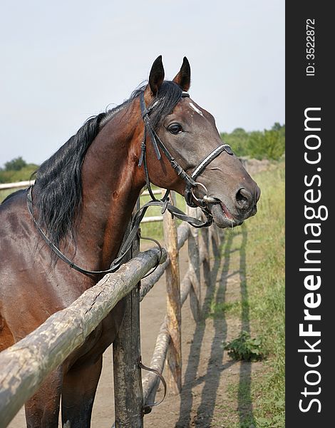 Sideview of beautiful chestnut horse