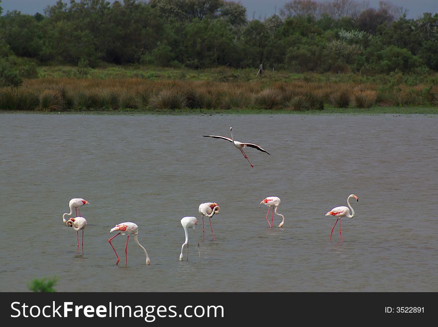 Few pink flamingos landing on pond, horizontal.