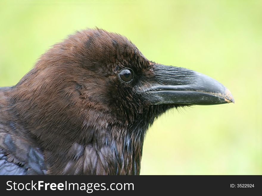 Portrait of black raven on meadow. Portrait of black raven on meadow