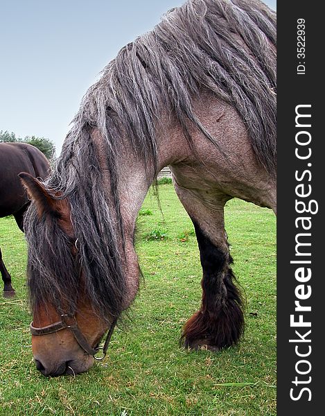 Brown work horse browsing the grass on a green meadow